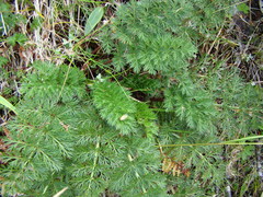 Anisotome haastii