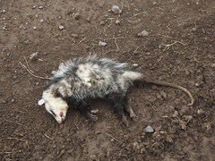 Didelphis albiventris