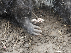 Didelphis albiventris