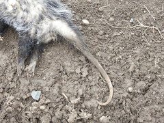 Didelphis albiventris