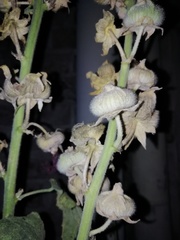 Alcea rosea