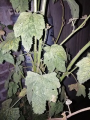 Alcea rosea