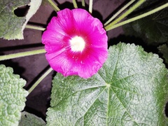 Alcea rosea