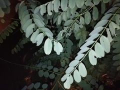 Robinia pseudoacacia