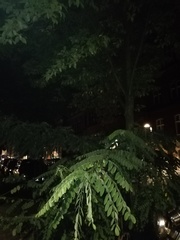Robinia pseudoacacia