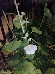 Alcea rosea