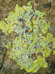 Xanthoria parietina
