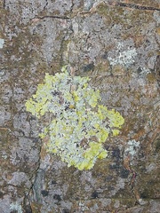 Xanthoria parietina