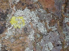 Xanthoria parietina
