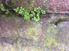 Asplenium ruta-muraria