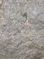 Oligolophinae