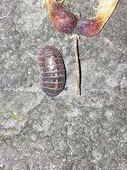 Armadillidium vulgare