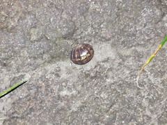 Armadillidium vulgare
