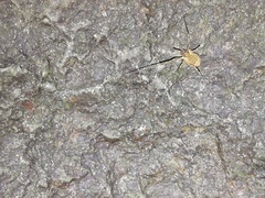 Oligolophinae
