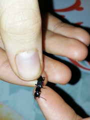 Staphylinina