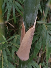 Bambusa dolichoclada