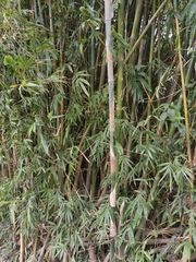 Bambusa dolichoclada
