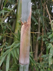 Bambusa dolichoclada