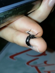 Staphylinina