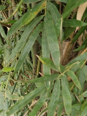 Bambusa dolichoclada