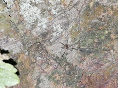 Oligolophinae