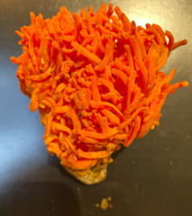 Ramaria cyaneigranosa