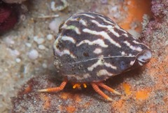 Ciliopagurus strigatus