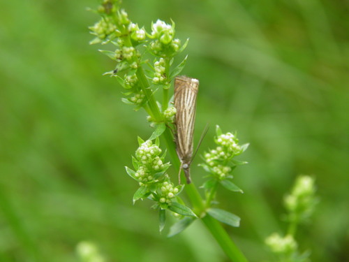 Juostuotasis Žolinis Ugniukas