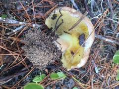 Suillus quiescens