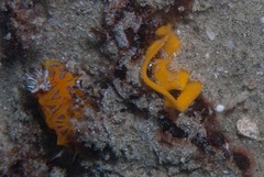 Halgerda indotessellata