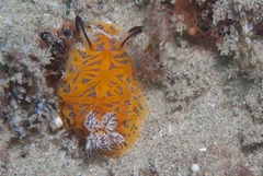 Halgerda indotessellata