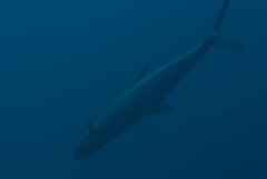 Scomberomorus commerson