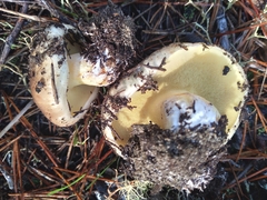 Suillus quiescens