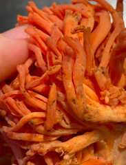 Ramaria cyaneigranosa