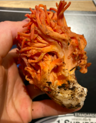 Ramaria cyaneigranosa