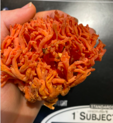 Ramaria cyaneigranosa