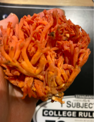 Ramaria cyaneigranosa