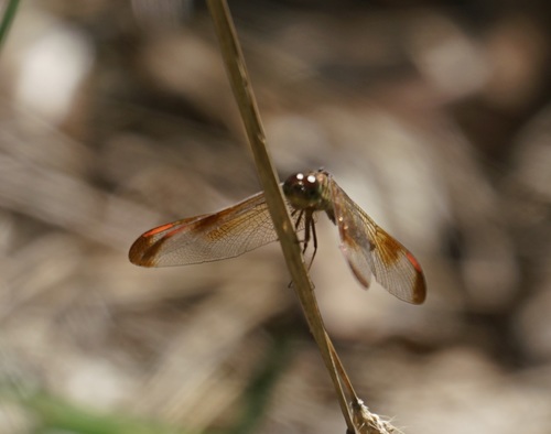 Painted Grasshawk