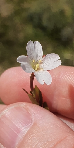 Epilobium elegans (Epilobium elegans)