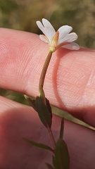 Epilobium elegans
