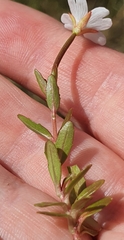 Epilobium elegans