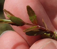 Epilobium elegans