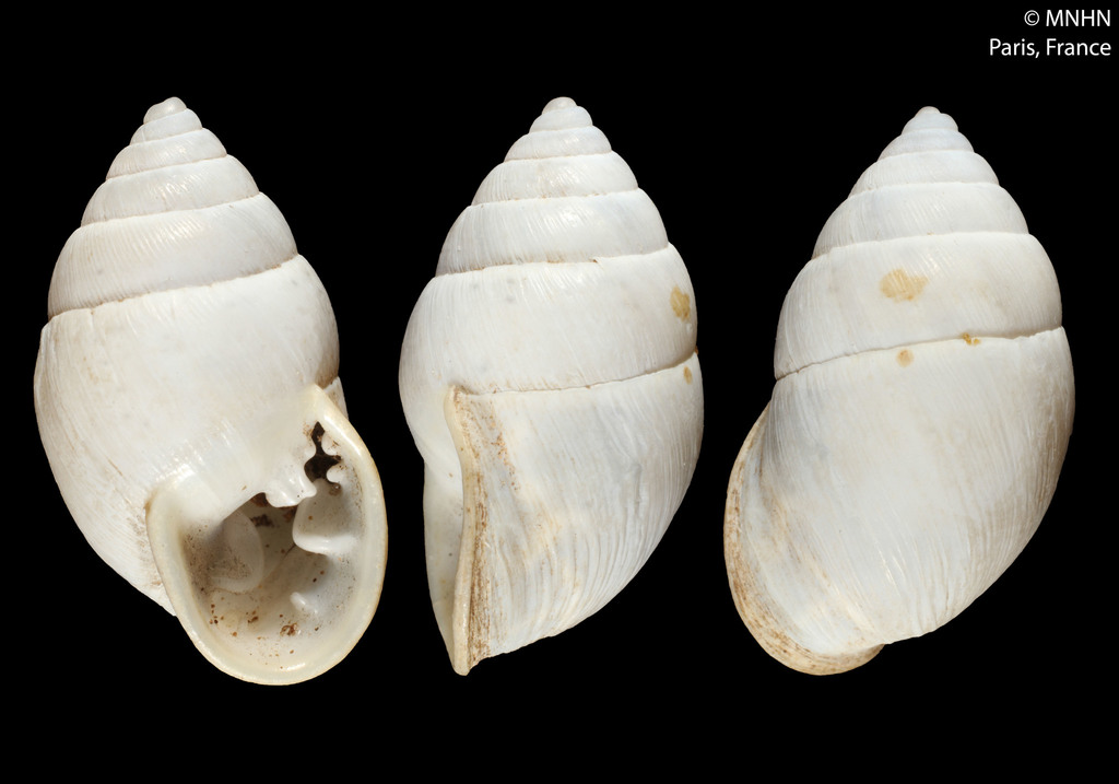 Plagiodontes daedaleus