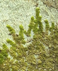 Cheilolejeunea clypeata