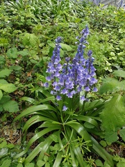 Hyacinthoides
