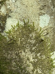 Cheilolejeunea clypeata