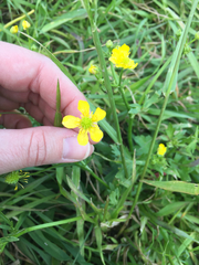 Ranunculus macranthus