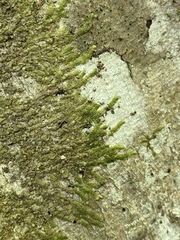 Cheilolejeunea clypeata