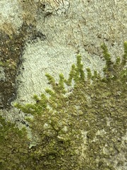 Cheilolejeunea clypeata