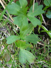 Anemonastrum tenuicaule